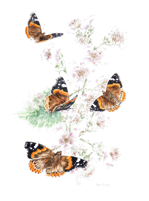 Red Admiral on Bramble